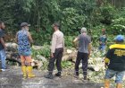 Lalu Lintas Terganggu, Tiga Pohon Tumbang Polimak IV Distrik Jayapura, Polisi Turun Tangan