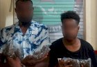 Polresta Jayapura. Bekuk 2 Pelaku Bersama BB Ganja