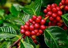 Menuju Paniai Mobuda, Pemda Paniai Luncurkan Kartu Tani Kopi