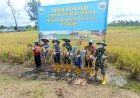 Lantamal XI Merauke Gelar Kegiatan Panen Panen Raya  di Kampung Sermayam Merauke