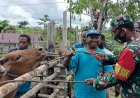 Turut Memeriahkan Penutupan TMMD ke 110 Kodim Boven Digoel Distrik Kawagit, Warga Sumbang Hewan Ternak