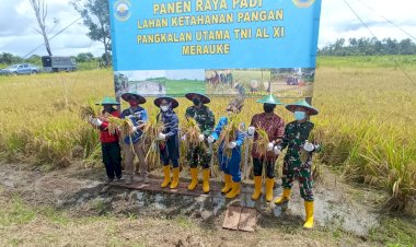 Lantamal XI Merauke Gelar Kegiatan Panen Panen Raya  di Kampung Sermayam Merauke