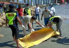 Sesosok Mayat Laki-Laki Ditemukan di Pantai Cibery