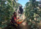 Hasil Program Ketahanan Pangan, Satgas Yonif 611/Awang Long Bersama Warga Papua Panen Raya Perdana