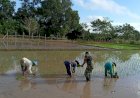 Babinsa Merauke Bantu Tingkatkan Ketahanan Pangan Di Tengah Pandemi Dengan Bantu Warga Tanam Padi