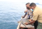 Polisi Gagalkan Jual Beli Penyu Hijau Di Pelelangan Ikan