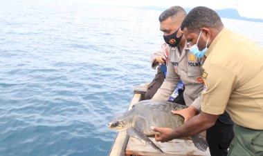 Polisi Gagalkan Jual Beli Penyu Hijau Di Pelelangan Ikan