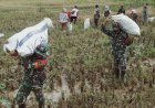 Koramil 1711-13/GTR Boven Digoel Bantu Kelompok Tani Panen Padi
