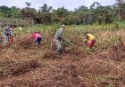 Demi Tercapainya Program Pemerintah, Koramil 1711-13/ Getentiri Boven Digoel Tingkatkan Swasembada Pangan