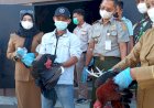 Terjangkit Flu Burung, 2 Ekor Ayam Dimusnahkan balai Karantina Pertanian Merauke