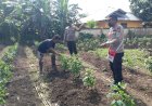 Polsek Sota manfaatkan lahan tidur, ciptakan ketahanan pangan.