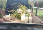 Kapolsek Merauke Gerebek Puluhan Liter Minuman Keras Lokal 
