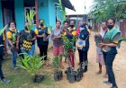 Melaui Program Bangpesona, Ratusan Bibit Unggul Tanaman di Bagikan pada Masyarakat OAP di Merauke