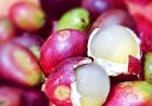 Mengenal Buah Matoa, Buah Khas Papua Yang Ternyata Punya Manfaat Sebagai Antioksidan 