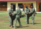 Jelang PON XX Papua, Brimob Merauke latihan Beladiri