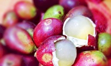 Mengenal Buah Matoa, Buah Khas Papua Yang Ternyata Punya Manfaat Sebagai Antioksidan 