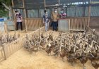 Balai Pengkajian Teknologi Pertanian Papua Bersama Sulaeman L. Hamzah Lakukan Penyerahan Bantuan Itik Kepada 4 kelompok Tani di Merauke