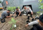 70 Bibit Pohon Siap di Tanam Di Lahan Pemukiman Polres SP9 Merauke