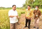 Kementan Memprioritaskan Pembangunan Petani di Papua, Meningkatkan Produksi Lewat Kemandirian Benih