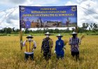 Danlantamal XI Merauke Pimpin Panen Raya Padi di Kampung Sermayam