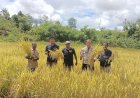 Dinas Pertanian dan Pangan Provinsi Papua Gandeng Dinas TPHPP Boven Digoel Laksanakan Penyuluhan dan Panen Bersama