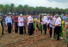 Pemprov Papua Barat Tingkatkan Pertanian Masyarakat, Tanam Jagung di Lahan Bekas Sawit