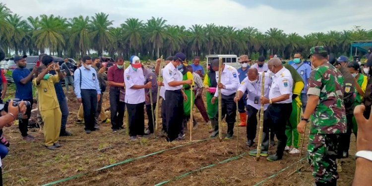 Pemprov Papua Barat Tingkatkan Pertanian Masyarakat, Tanam Jagung di Lahan Bekas Sawit