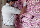 Sebelum Didistribusikan, Bawang Merah Dan Bawang Putih Diperiksa Karantina Merauke