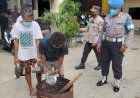 Dua Tersangka Pemilik Ganja Sebanyak 3,7 Kg Dimusnakan Sat Narkoba Polresta