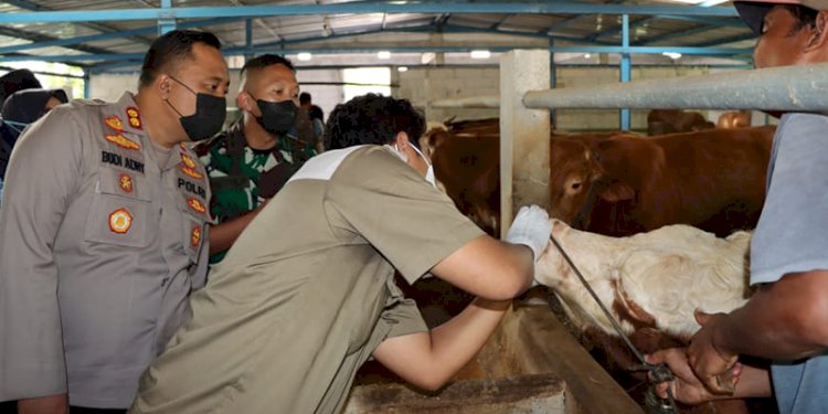 Pihak kepolisian mengecek kesehatan hewan ternak/Ist