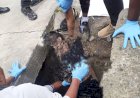 Temukan Mayat Dalam Keadaan Tengkurap di Selokan, Kini Dalam Penyelidikan pihak Kepolisian