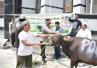 Polresta Korbankan Empat Ekor Sapi di Perayaan Idul Adha Tahun Ini