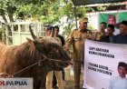 Pj Gubernur Papua Barat Serahkan Gareng Sapi Kurban Presiden Seberat 1,40 Ton Kepada Umat Islam Kota Sorong