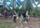 Polres Merauke Kembali Razia Dan Grebek Pabrik Miras Ilegal Tradisional Jenis Sopi