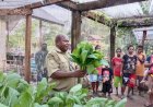 Lembaga LP2MA Panen Sayur Bersama Plt. Kadis TPHPP Boven Digoel 