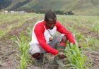 Papua Muda Inspritarif Inisiasi Tanam Jagung di Lembah Kebar