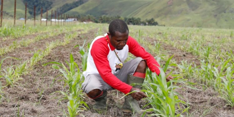 Papua Muda Inspriratif (PMI)mampu hadirkan hamparan hijau daun jagung di Lembah Kebar, Distrik Kebar Timur, Kabupaten Tambrauw, Papua Barat/Ist