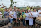 Lahan Pertanian Terpadu Siap Panen, Kodim Boven Digoel Gelar Panen Bersama