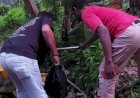 Satresnarkoba Polres Merauke Kembali Sita Puluhan Botol Miras Ilegal 