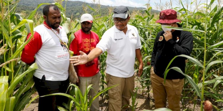 Lahan jagung di Kampung Sitori, Distrik Kebar Timur, Kabupaten Tambrauw, Provinsi Papua Barat yang dikelola Papua Muda Inspiratif/Ist