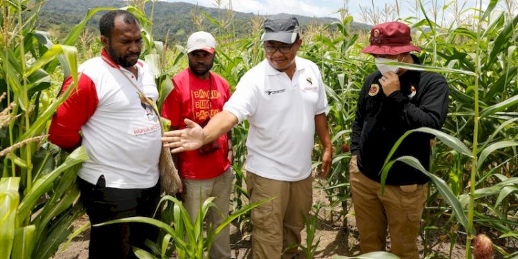 Lahan jagung di Kampung Sitori, Distrik Kebar Timur, Kabupaten Tambrauw, Provinsi Papua Barat yang dikelola Papua Muda Inspiratif/Ist