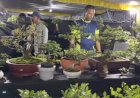 Komunitas Bonsai Turut Warnai Pasar Malam dan Pameean UMKM di Kapsul Waktu Merauke