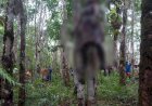 Polsek Mindiptana Boven Digoel Tangani Penemuan Mayat di Kebun Karet