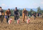 Kali pertama Persiden RI Kunjungi Keerom,  Bupati apresiasi Jokowi atas dukungannya Terhadap Daerahnya