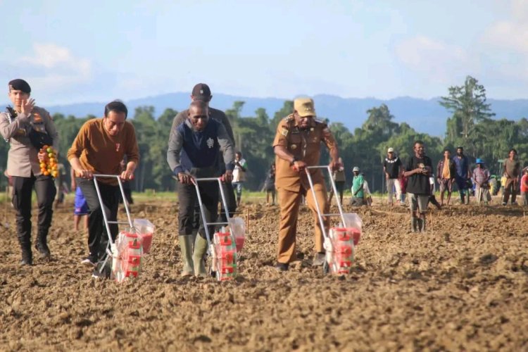 Persiden Jokowi saat menggunakan traktor gerap lahan persiapan menanam jagung 1 hektar di dampingi bupati kabupaten Keerom Piter Gusbager/ist 