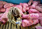 Karantina Pertanian Jayapura Pastikan Kesehatan 102 Ton Bawang Putih Asal Surabaya