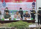 Ditemukan Ladang Ganja, Kapolres: Boven Digoel Sedang Tidak Baik-baik Saja