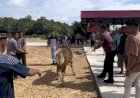 Polres Boven Digoel Berqurban, Kapolres I. Komang: Berbagi Kebahagiaan Antar Sesama