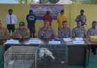 Bawah Ganja, Penumpang KM.Cerimai Ditangkap Subdit Gakkum Ditpolairud Polda Papua Barat