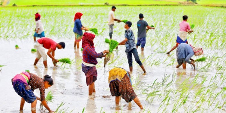 Pekerja pertanian menanam bibit padi di sebuah ladang di pinggiran Ahmedabad, India/Net